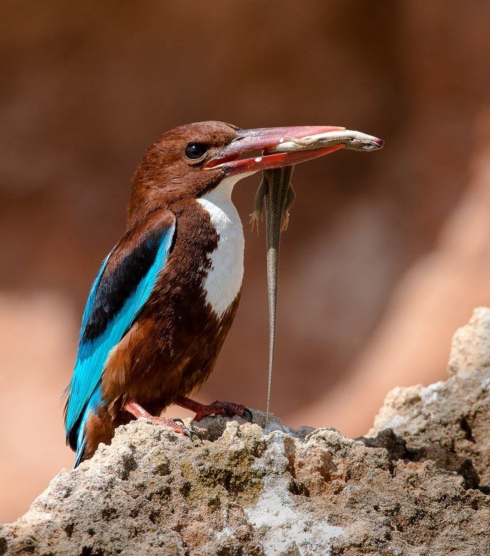 Семейные заботы белогрудой альционыphoto preview