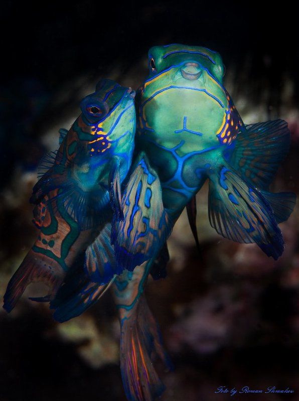 kiss mephoto preview