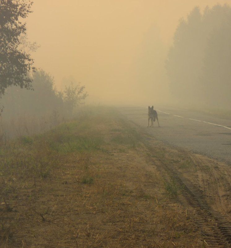 Follow Mephoto preview