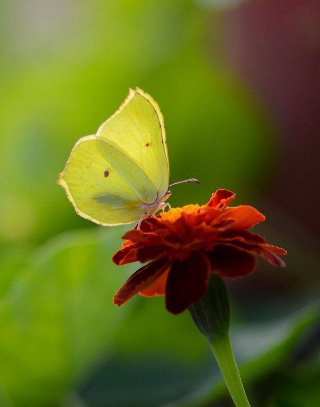 Слетевшая с небесphoto preview