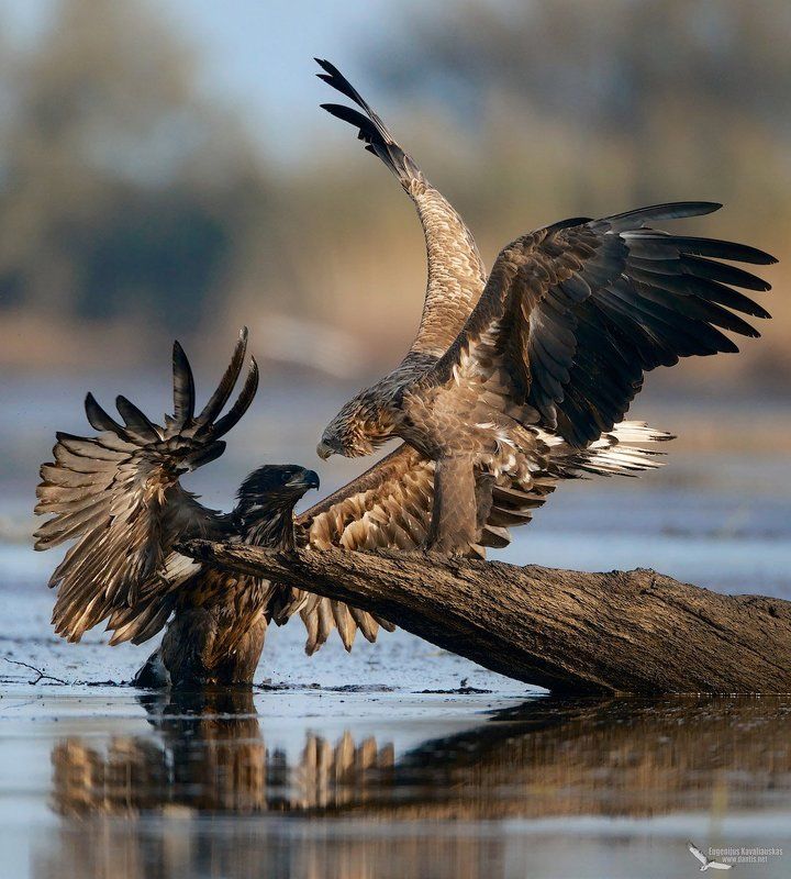 Куда... в перед батьки?photo preview