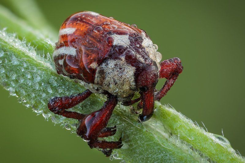 Слоникphoto preview