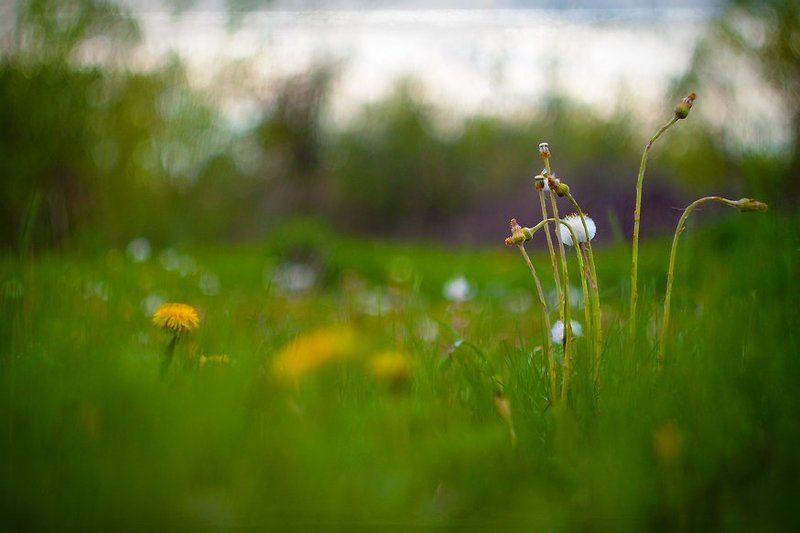 Пушистая мать- и -мачеха.photo preview