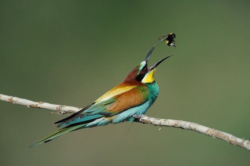 Щурка золотистая Полет шмеля...последний фото превью