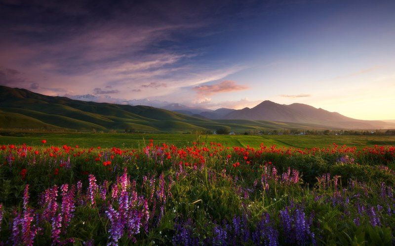 Bishkek, Flowers, Kyrgyzstan, Landscape, Lazyvladphoto, Lazy_vlad, Mountains, Nophotoshop, Poppies, Spring, Бишкек, Весна, Горы, Кыргызстан, Маки, Пейзаж, Цветы Весны беспечная пораphoto preview