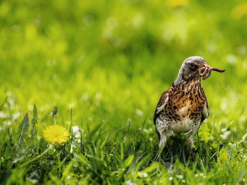 Кормилец фото превью