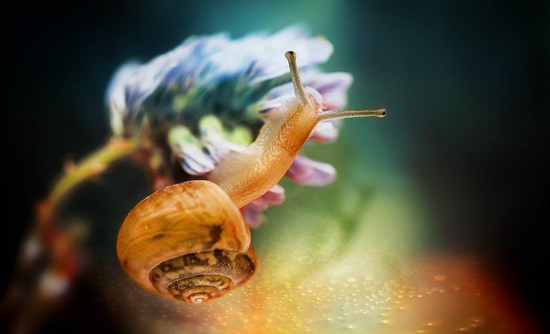 To cling to lifephoto preview