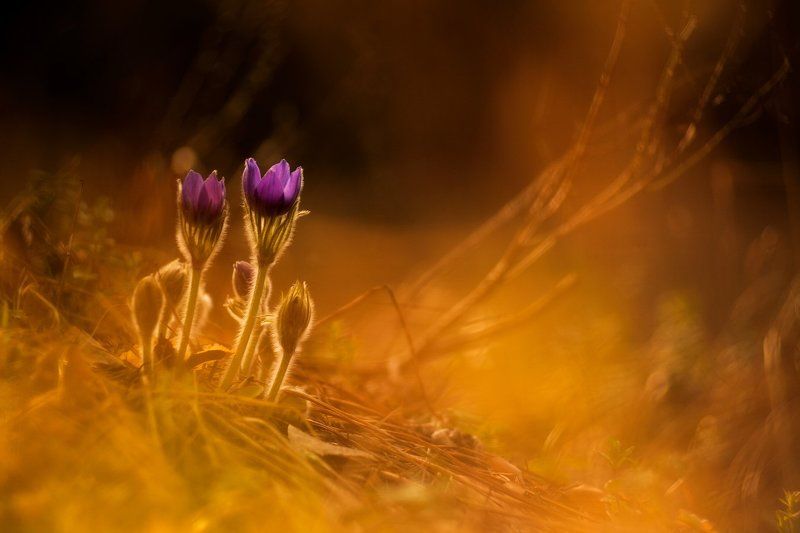 весенний, прострел, сон-трава Сонная семейкаphoto preview