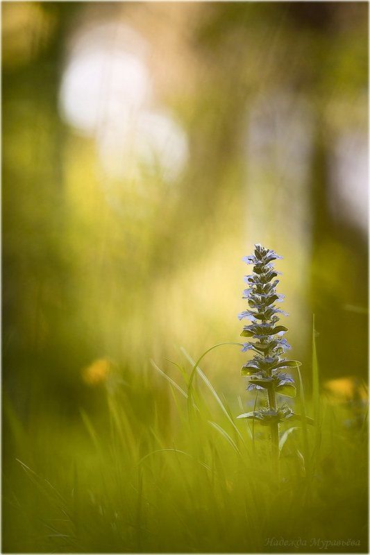 Стойкийphoto preview