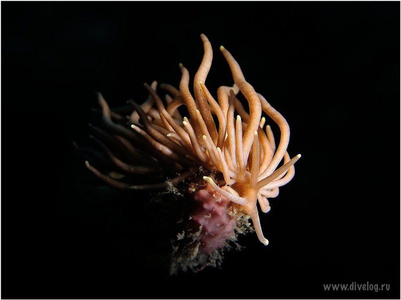 Цветокphoto preview