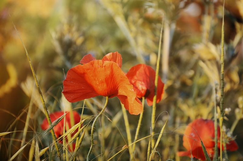 Красная Принцессаphoto preview