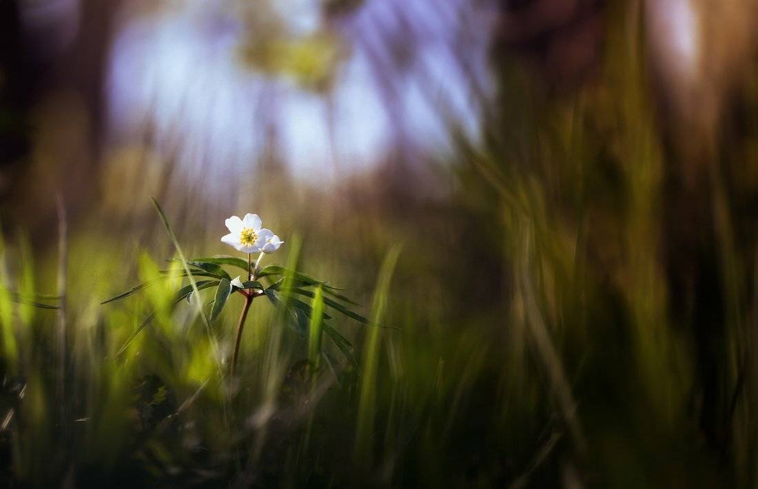 Трава, Цветы, Ратушнова-Осинцева Арина