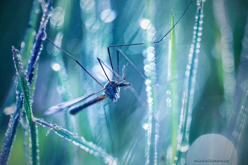 in the grassphoto preview