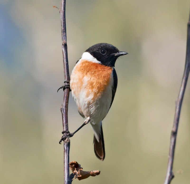 Saxicola rubicola, Птицы, Чекан photo preview