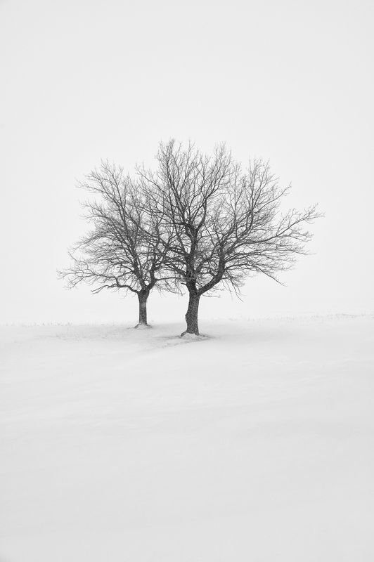 Двоицаphoto preview