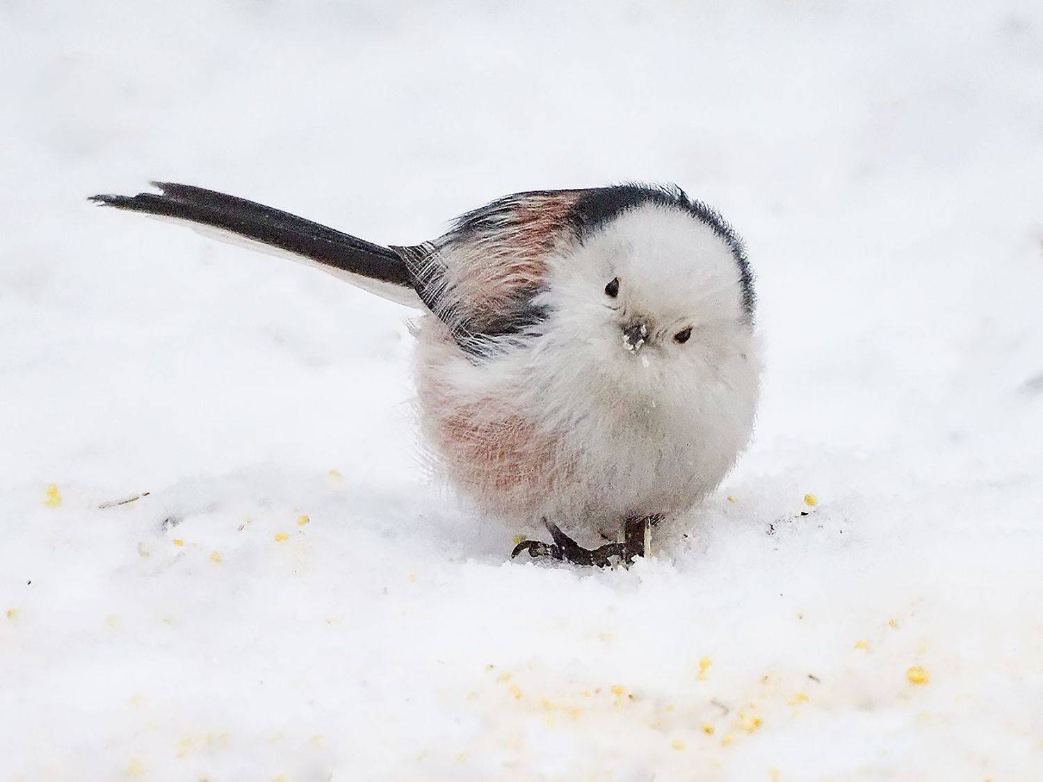 , Сергей Духанин