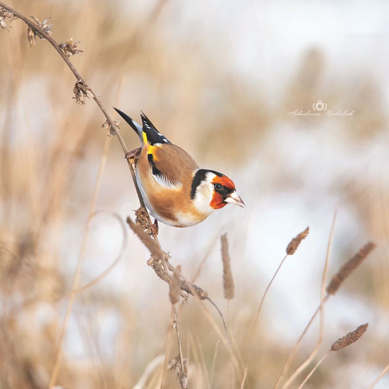 Szczygiełphoto preview