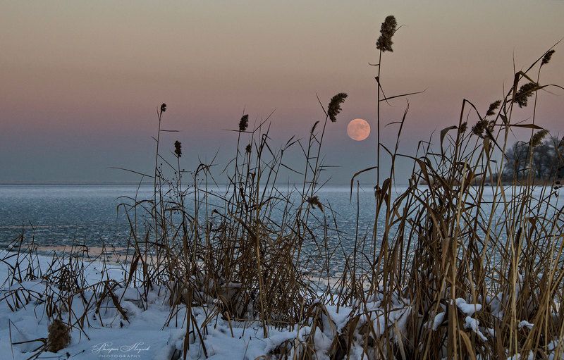зима, январь, днепр, снег, лёд, луна, камыш В полнолуниеphoto preview