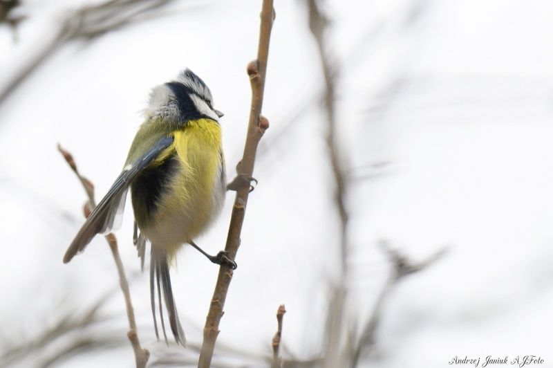 Modraszkaphoto preview