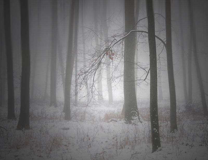 fog season....photo preview