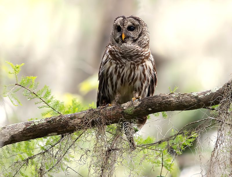 пёстрая неясыть, cова, owl, florida,флорида, хищные птицы, barred owl Barred Owl - Пёстрая неясытьphoto preview