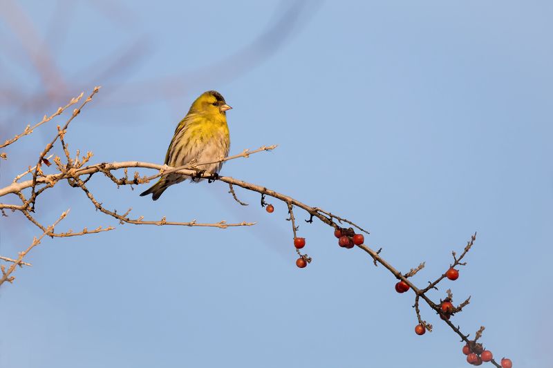 птицы, чиж, зима, снег, чижики..photo preview