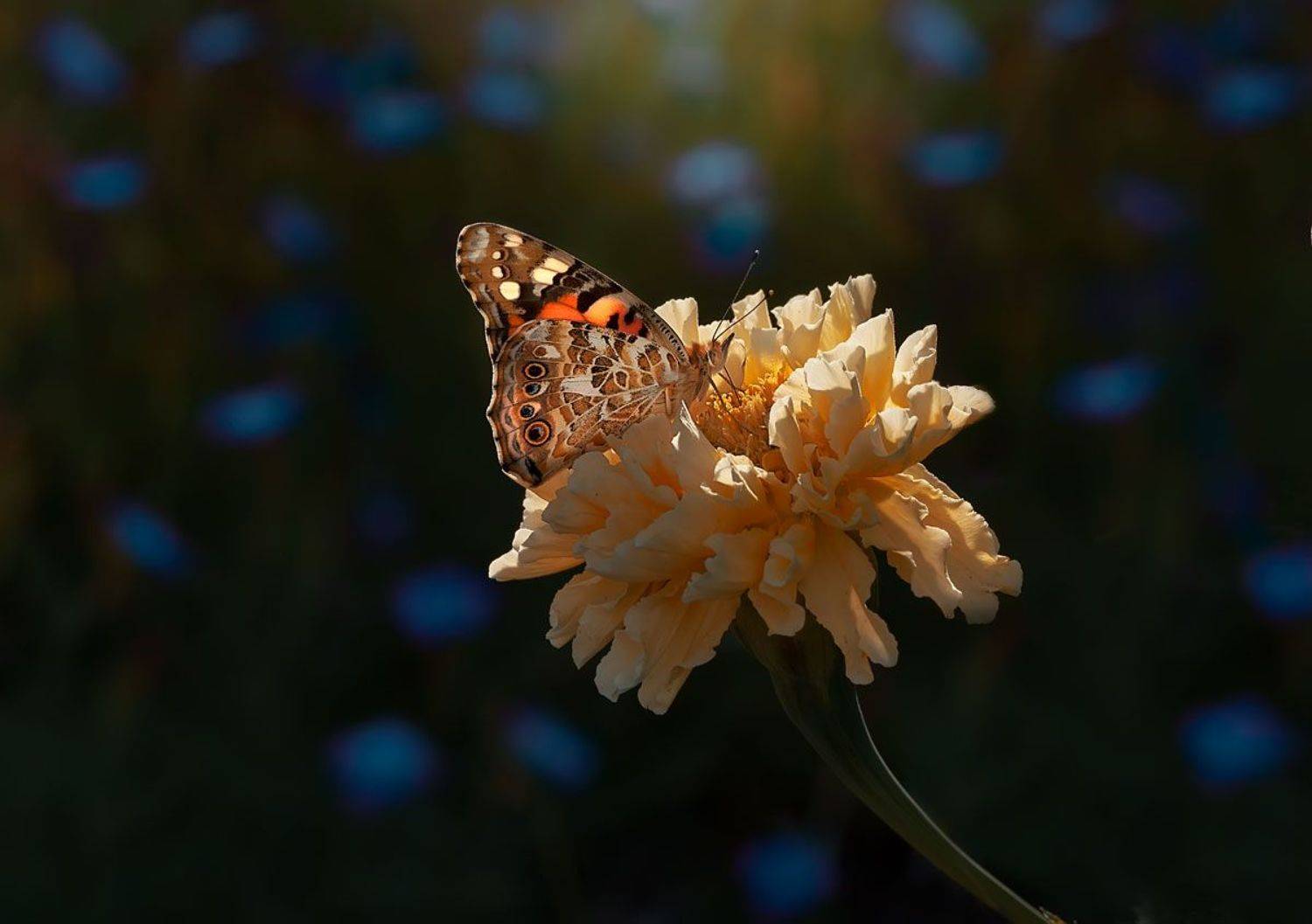 ПроСВЕТленная. Автор: Полина Васеева макрофото макрофотографии макро бабочка, Полина Васеева