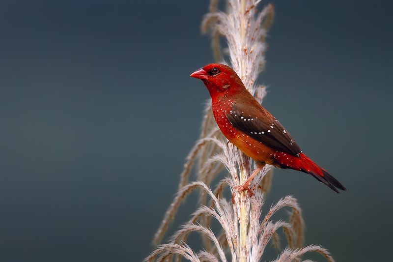 红梅花雀photo preview