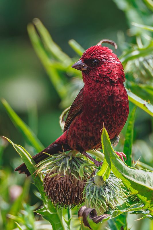 酒红朱雀photo preview