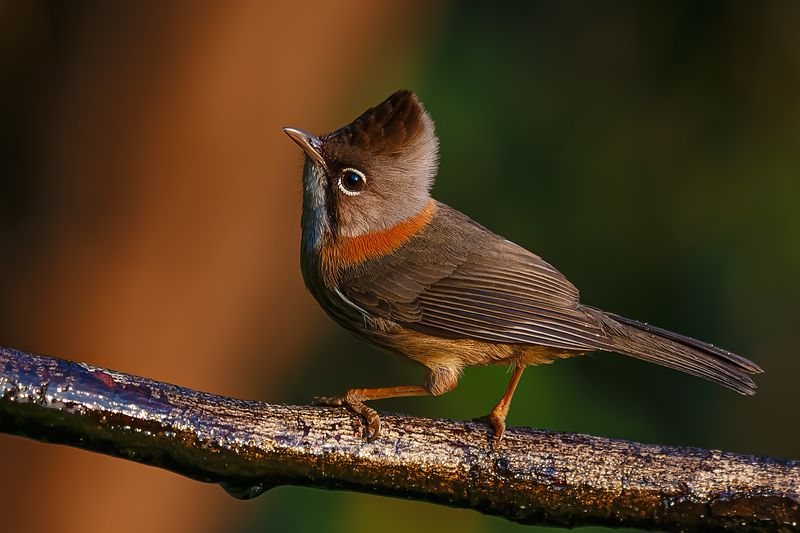 黄颈凤鹛photo preview