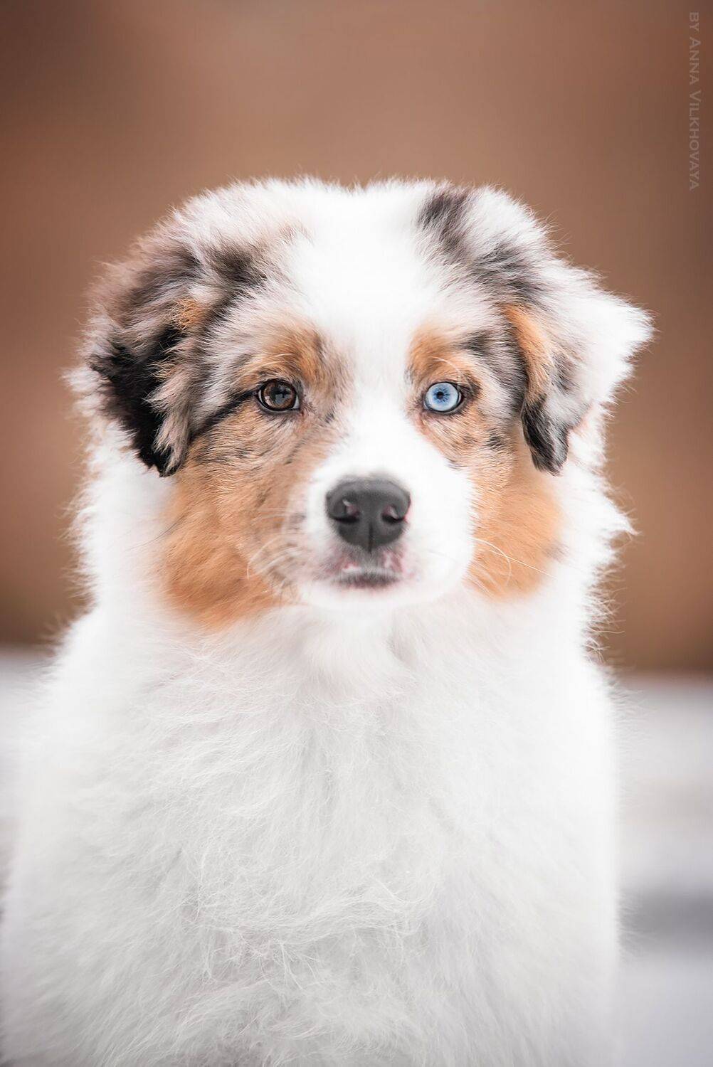 Автор: Анна Вильховая , Анна Вильховая