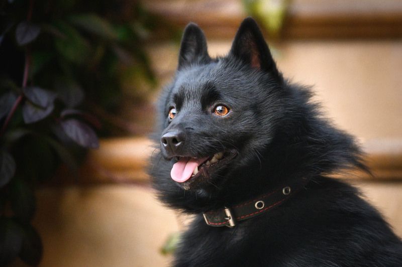 шипперке Осенний портрет!photo preview