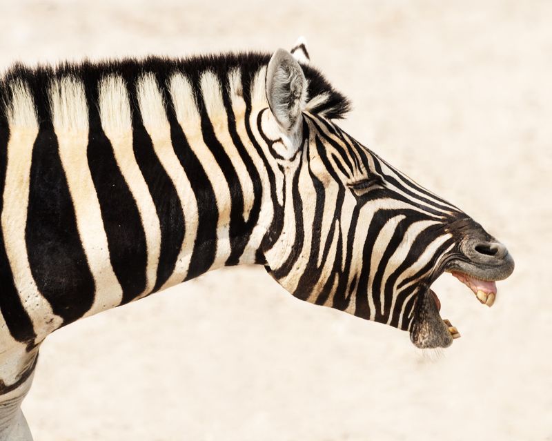 #зебра #намибия #африка #этоша #полоска #ржание #портрет #профиль #namibia #africa #zebra #etosha Ха-ха-хаphoto preview
