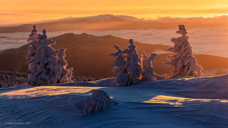 красочный, рассвет, кедры, пихты, снег, иней, сугробы, зима, гора курган, шерегеш, горная шория Рассветные образы и характеры Сибирской зимы фото превью