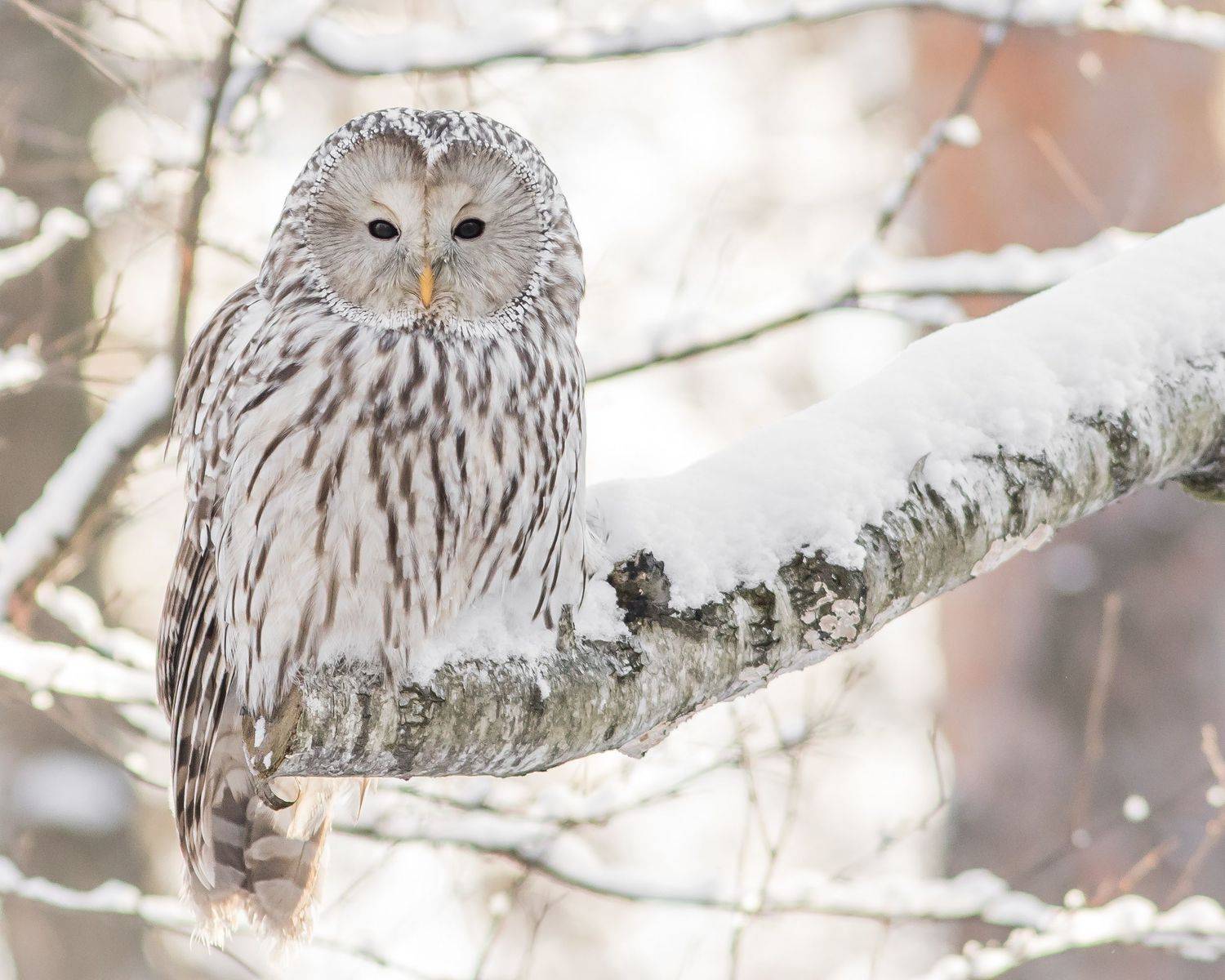 длиннохвостая неясыть, Суслов Дмитрий