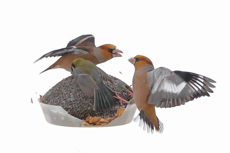 Двама спорят, трети печели!photo preview