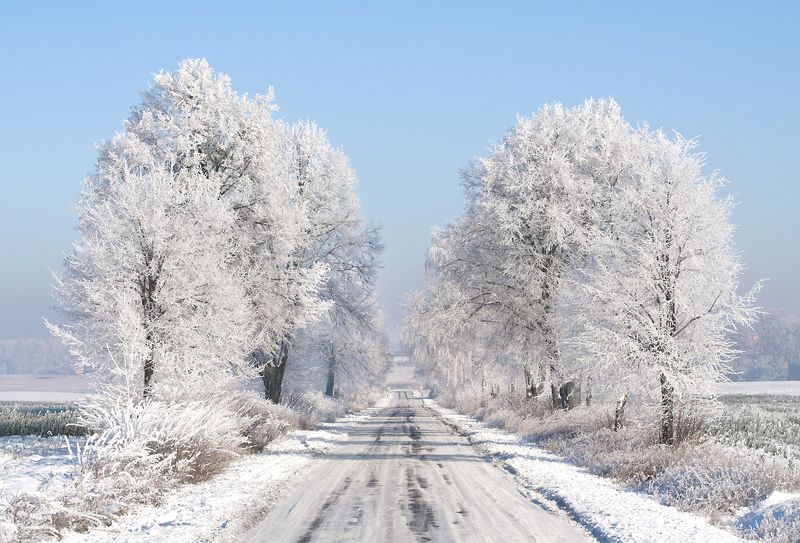 white trees...photo preview