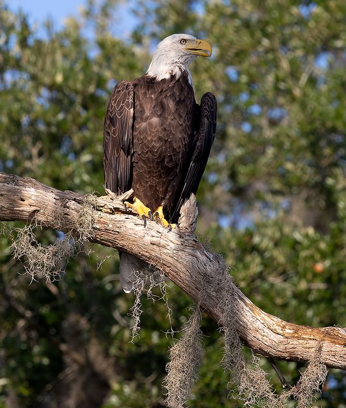 хищные птицы, eagle, орел, florida, raptor, флорида, bald eagle Bald Eagle - Белоголовый Орланphoto preview