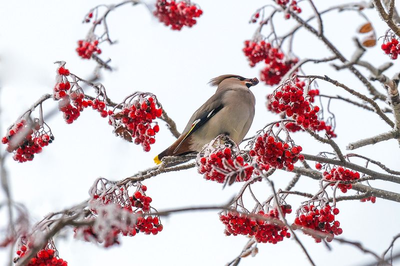 Птицы свиристели В рябиновом антураже photo preview