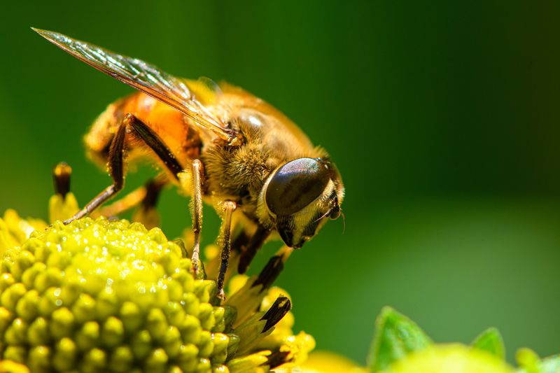 Eristalis tenax, the common drone flyphoto preview