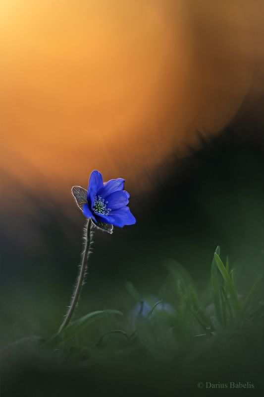 Печёночница благороднаяphoto preview