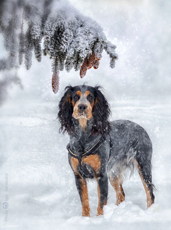 фото животных, спаниель, собака, снегопад, охотничья собака, зима, городской парк, белгород, wintertime, winter, white, spaniel, snowy, snowfall, snow, nature, live for the story, frost, falling snow, dog, cold, Спаниель на зимней прогулкеphoto preview