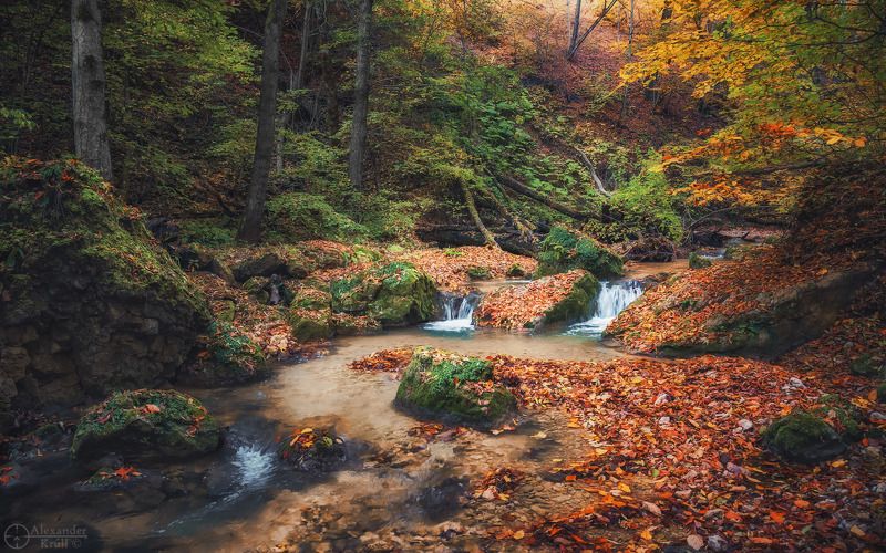 мишоко Уголок осеннего лесаphoto preview