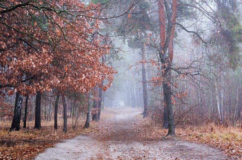 лес осень ноябрь туман сырость белый Белые холодные туманы ноябряphoto preview