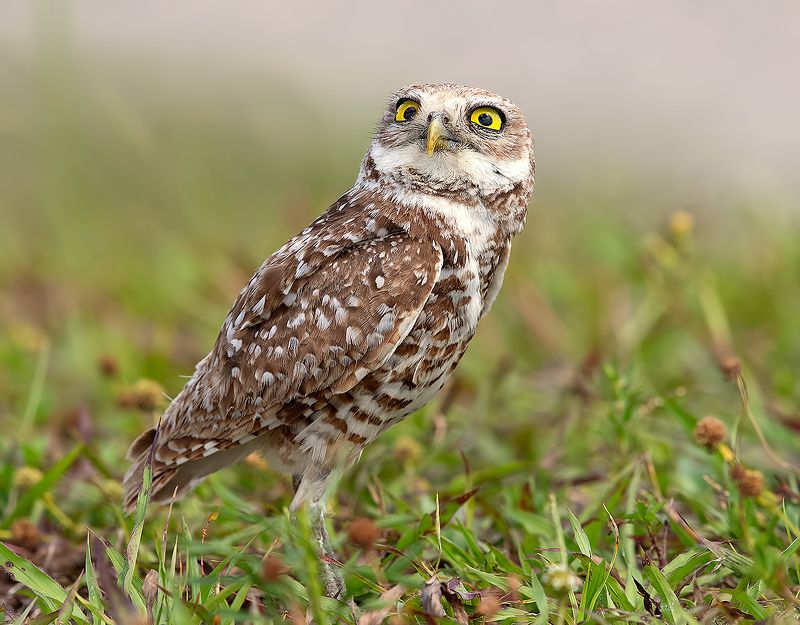 кроличий сыч, florida, burrowing owl, owl, флорида,сыч, хищгые птицы Burrowing Owl - Кроличий сычphoto preview