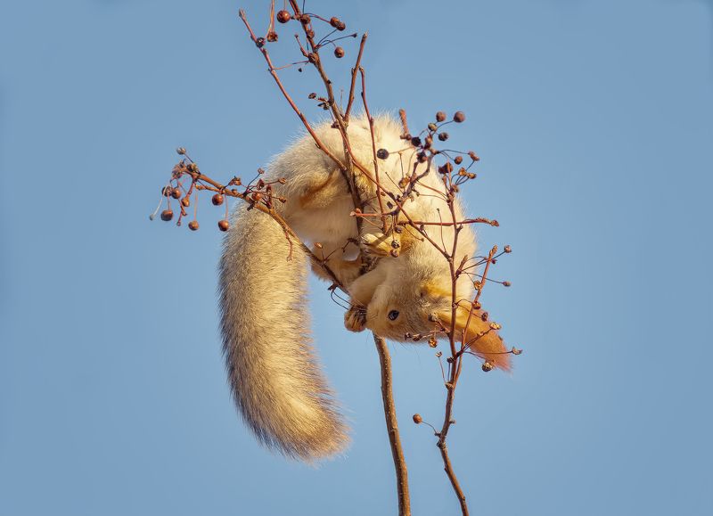 белка, дичка, акробатки, за дичкой..photo preview