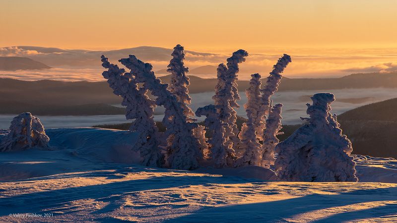 красочный, рассвет, кедры, пихты, снег, иней, сугробы, зима, гора курган, шерегеш, горная шория Pro пихты на высоте фото превью