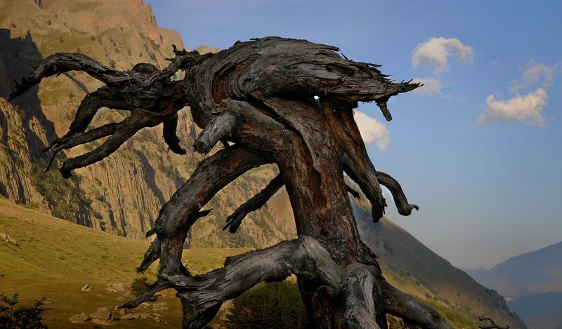 Чужой, из колдовского леса ущелья Башильphoto preview