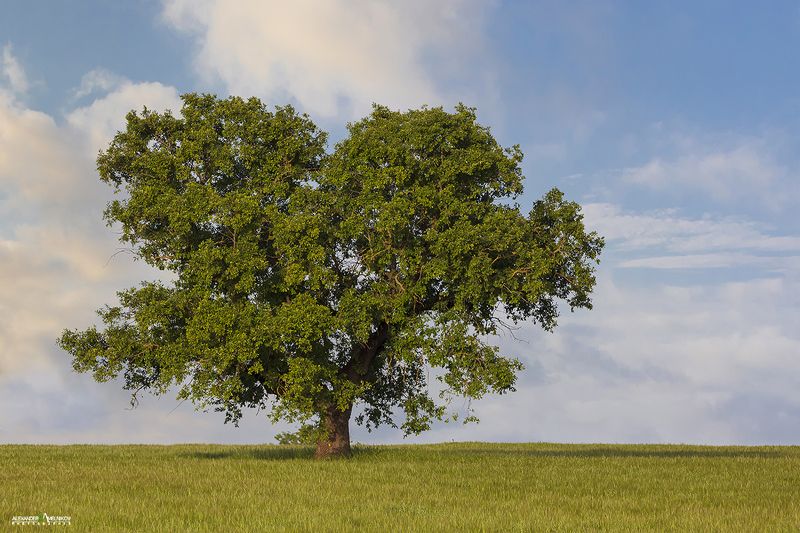 landscape,nature,природа Сердечный дубphoto preview
