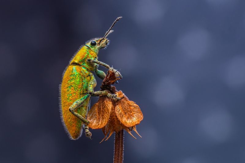 bug, garden, animal, insect, nature, natural, small, focus, light, macro, outdoor, color Bug in the gardenphoto preview